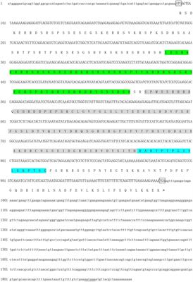 Identification and Functional Analysis of the Sex-Determiner Transformer-2 Homologue in the Freshwater Pearl Mussel, Hyriopsis cumingii